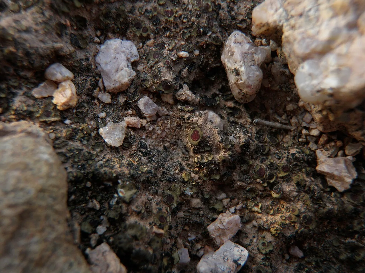 Peltula richardsii (Peltula richardsii) — photo mycologique