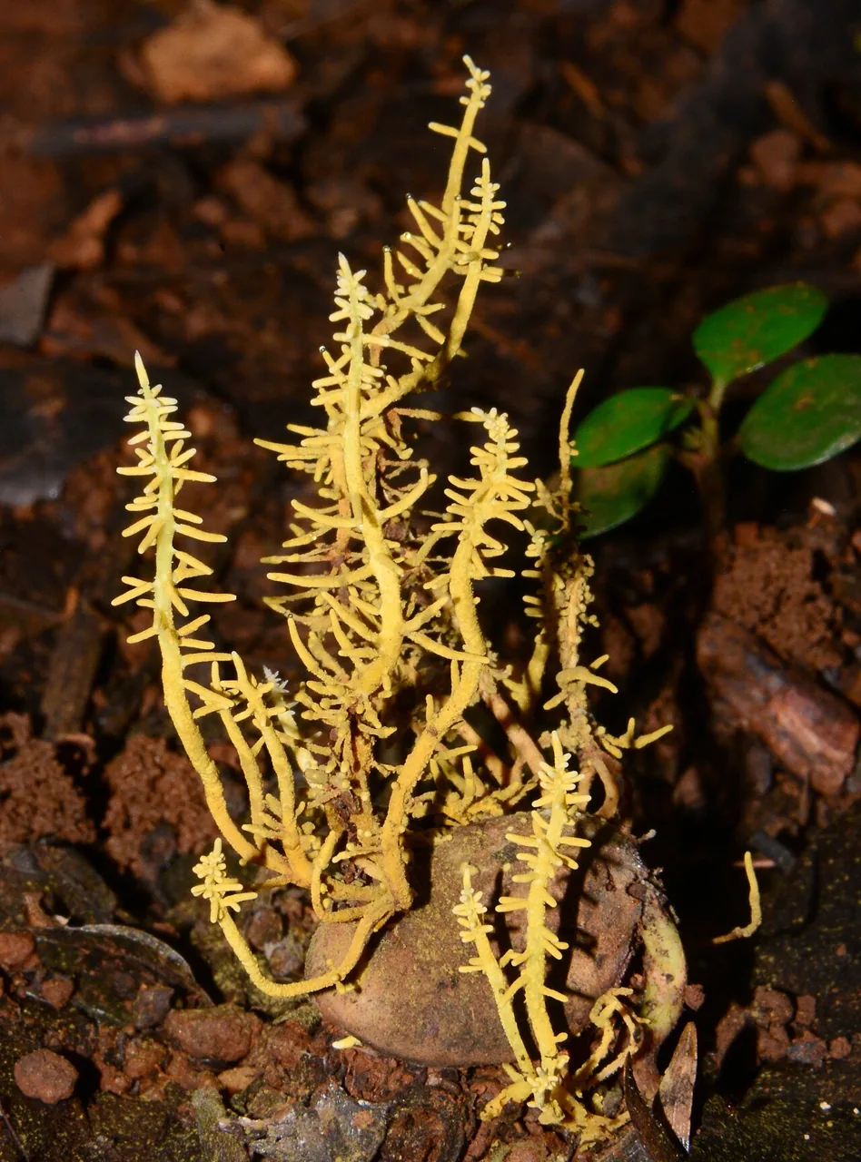 Penicilliopsis africana (Penicilliopsis africana) — photo mycologique