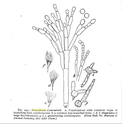 Penicillium camemberti (Penicillium camemberti) — photo mycologique