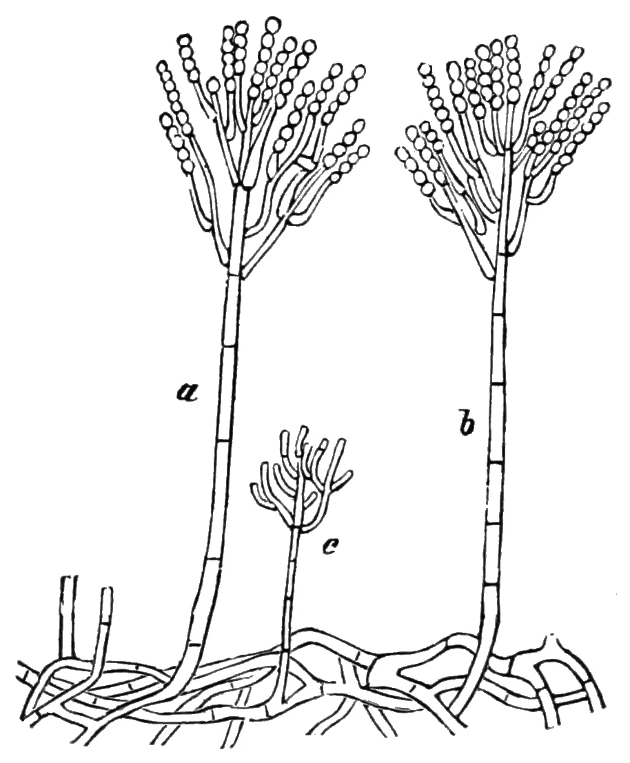 Penicillium citrinum (Penicillium citrinum) — photo mycologique