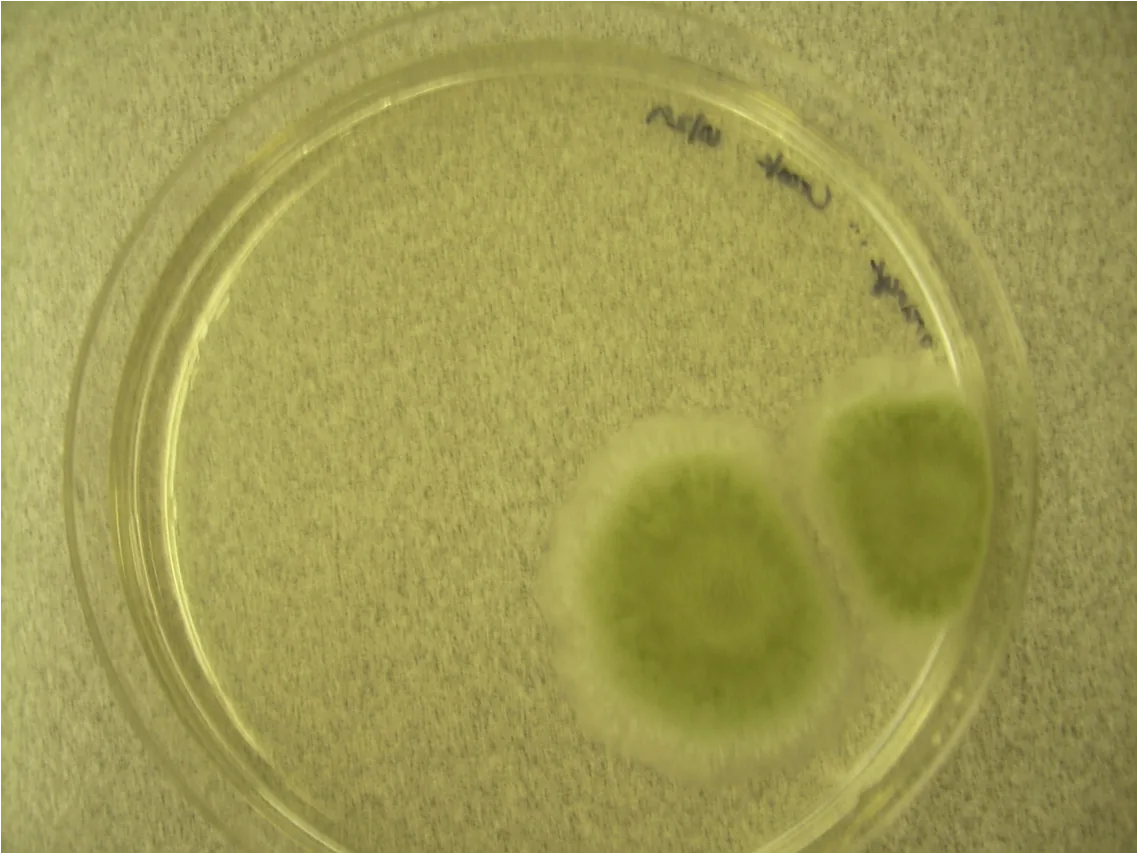 Penicillium expansum (Penicillium expansum) — photo mycologique