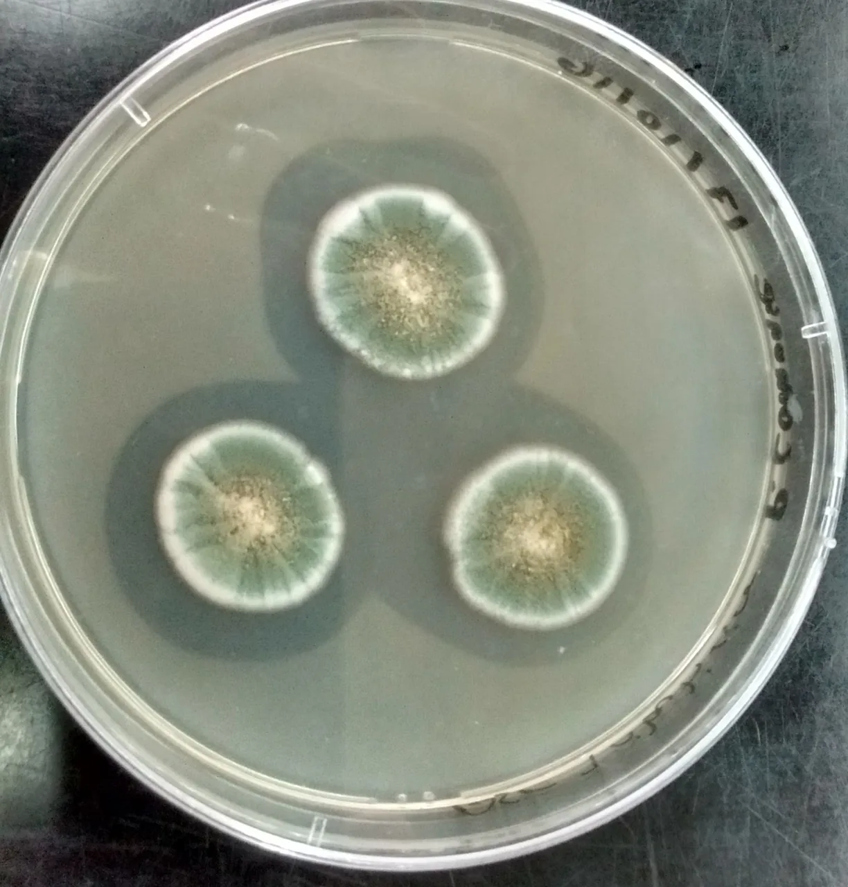 Penicillium fuscoglaucum (Penicillium fuscoglaucum) — photo mycologique