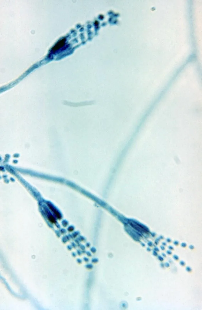 Penicillium glabrum (Penicillium glabrum) — photo mycologique