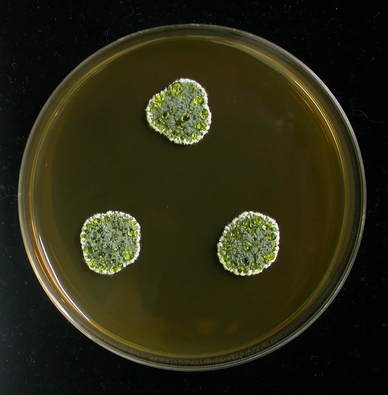 Penicillium granulatum (Penicillium granulatum) — photo mycologique