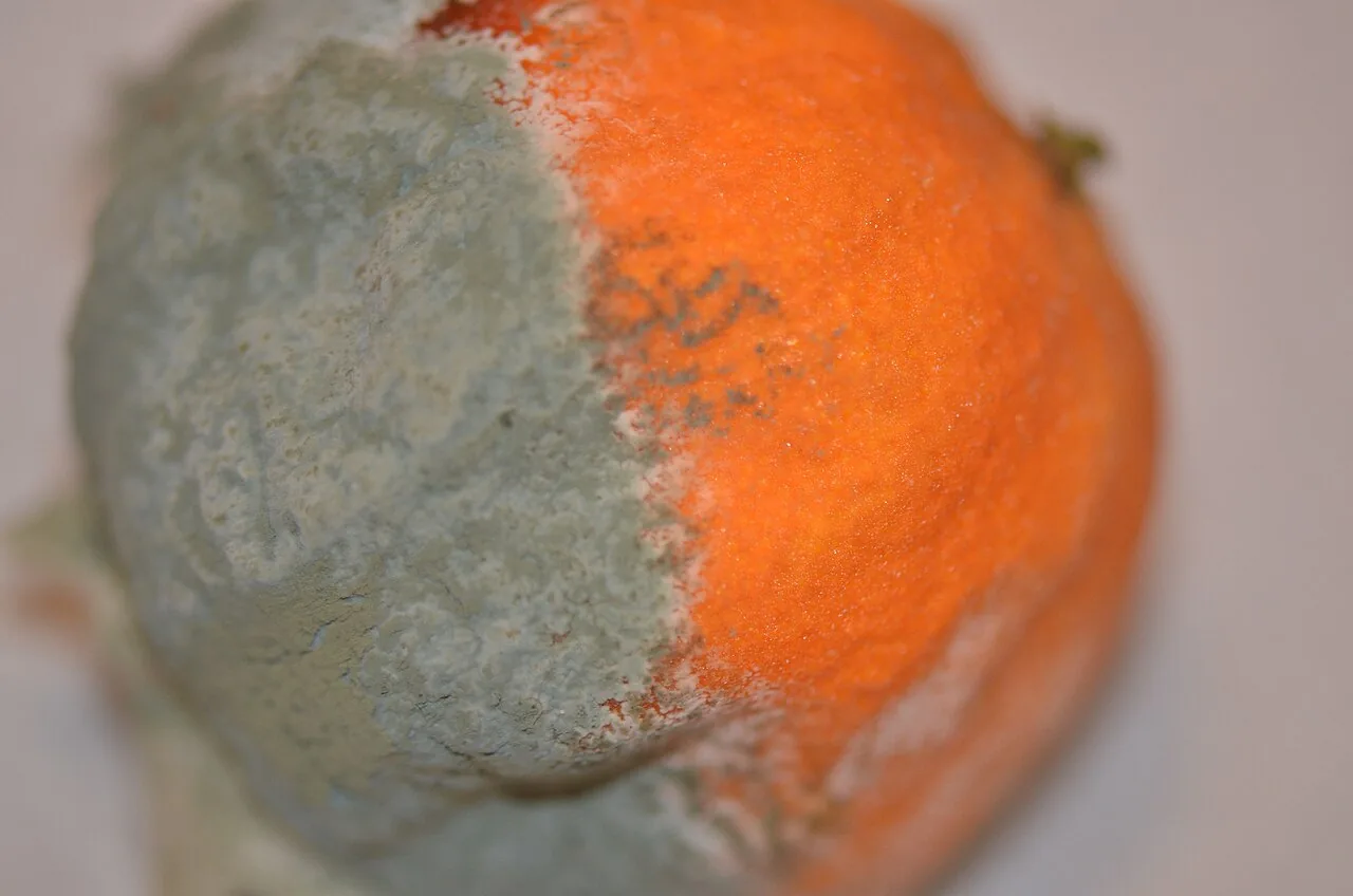 Penicillium italicum (Penicillium italicum) — photo mycologique