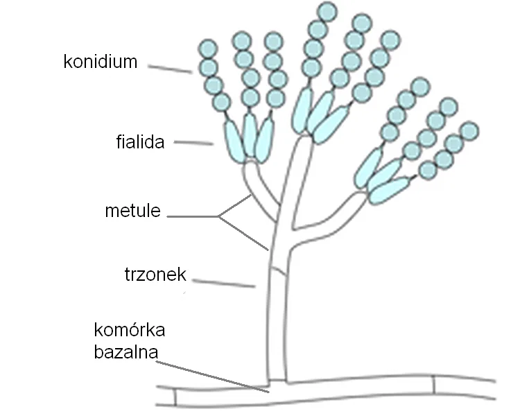 Penicillium montanense (Penicillium montanense) — photo mycologique