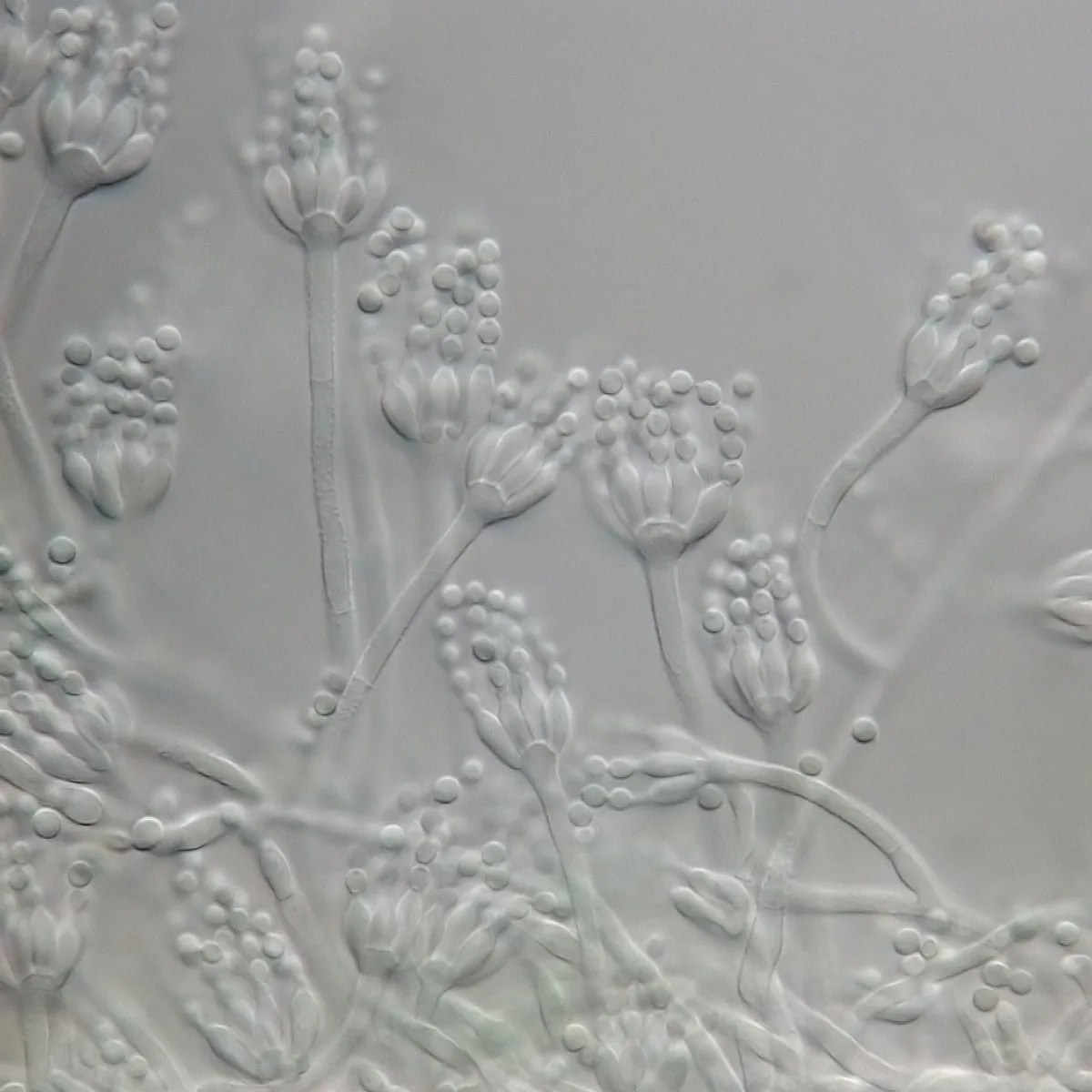 Penicillium trzebinskianum (Penicillium trzebinskianum) — photo mycologique