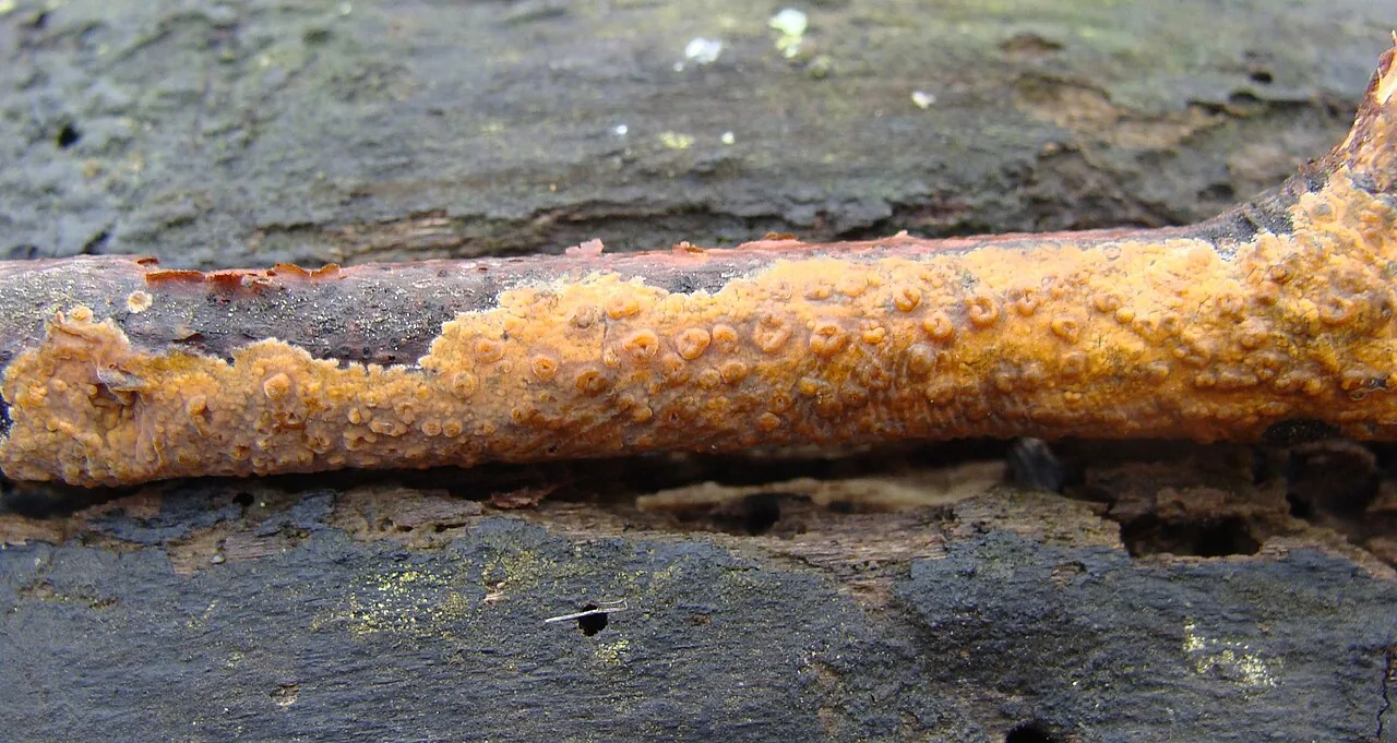 Peniophora aurantiaca (Peniophora aurantiaca) — photo mycologique