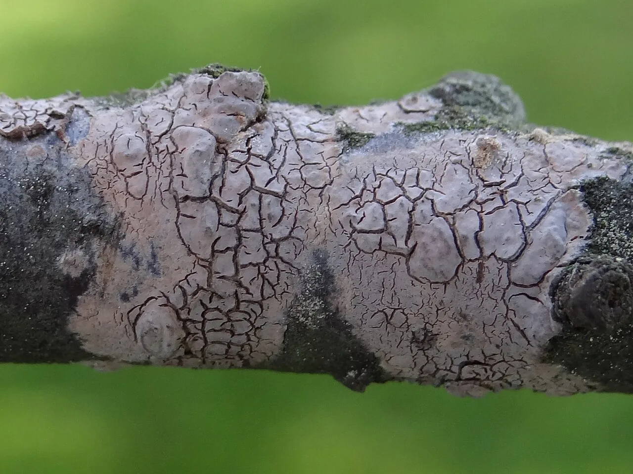 Peniophora cinerea (Peniophora cinerea) — photo mycologique