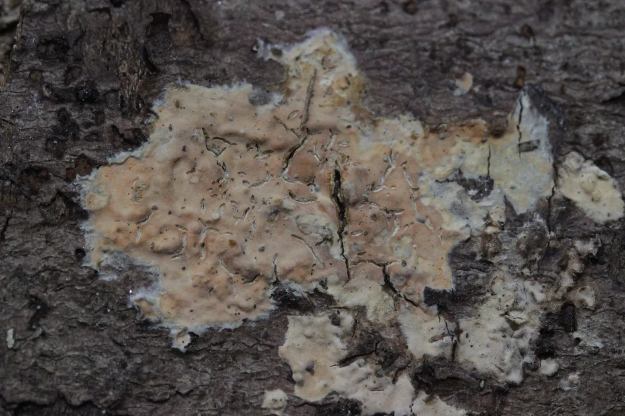 Peniophora ericina (Peniophora ericina) — photo mycologique