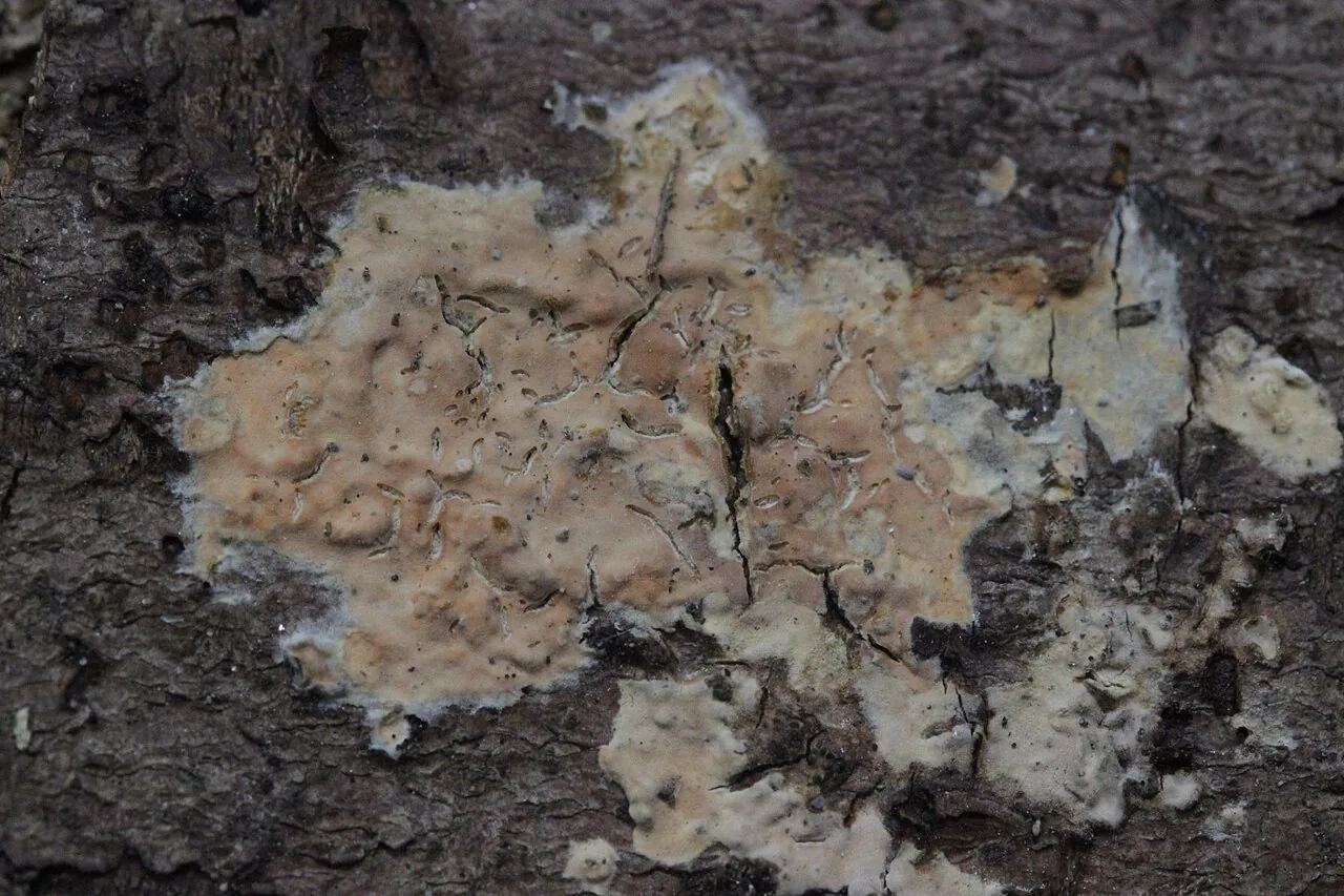 Peniophora firma (Peniophora firma) — photo mycologique