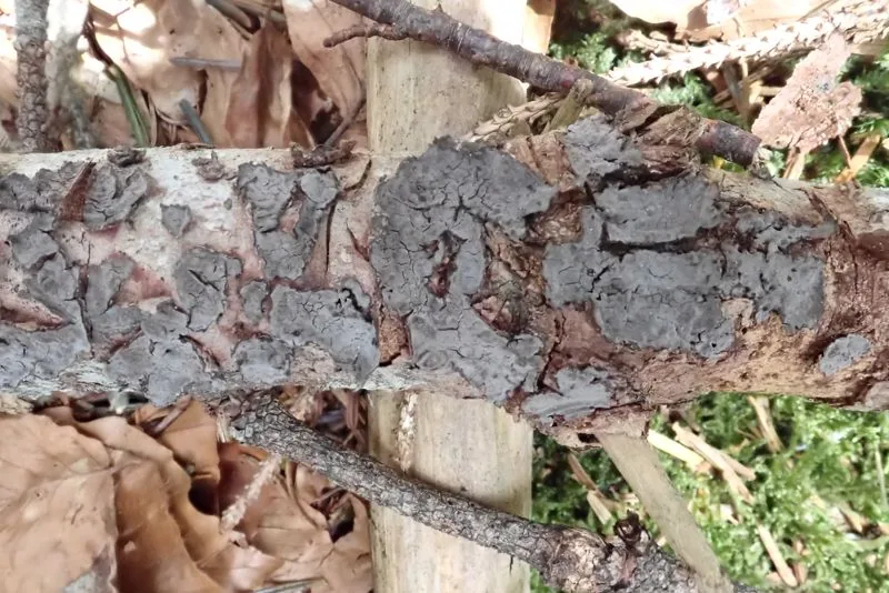 Peniophora piceae (Peniophora piceae) — photo mycologique