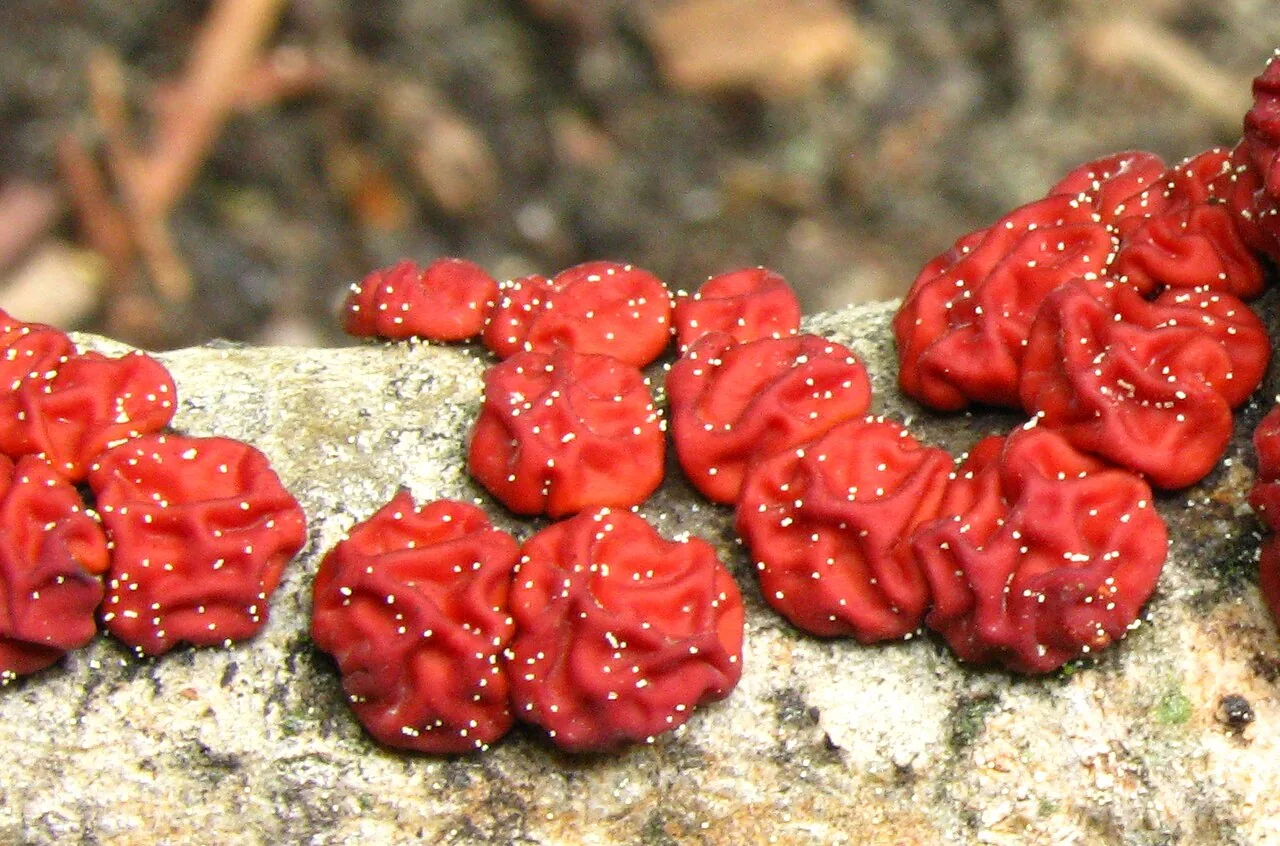 Peniophora rufa (Peniophora rufa) — photo mycologique