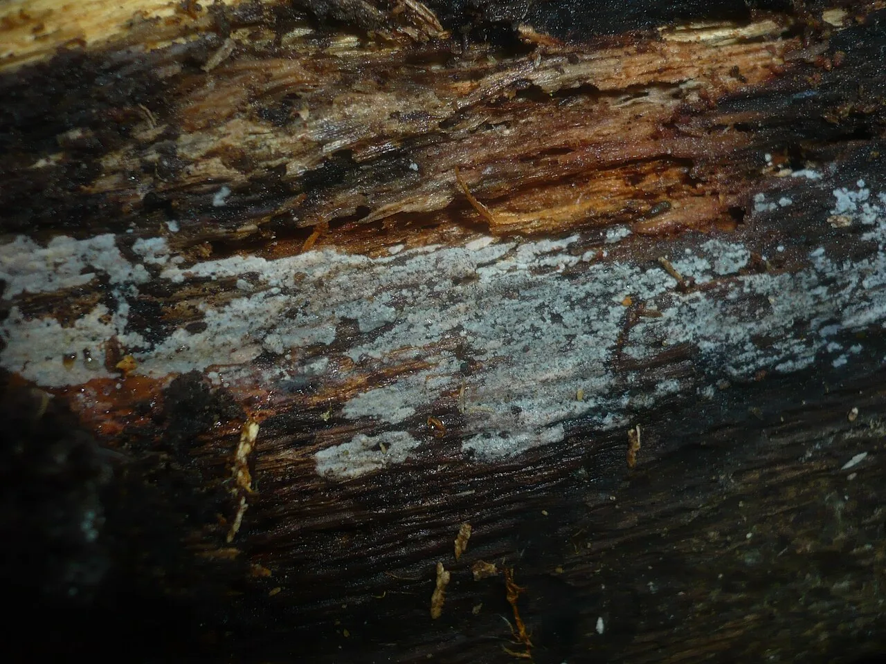 Peniophorella odontiiformis (Peniophorella odontiiformis) — photo mycologique