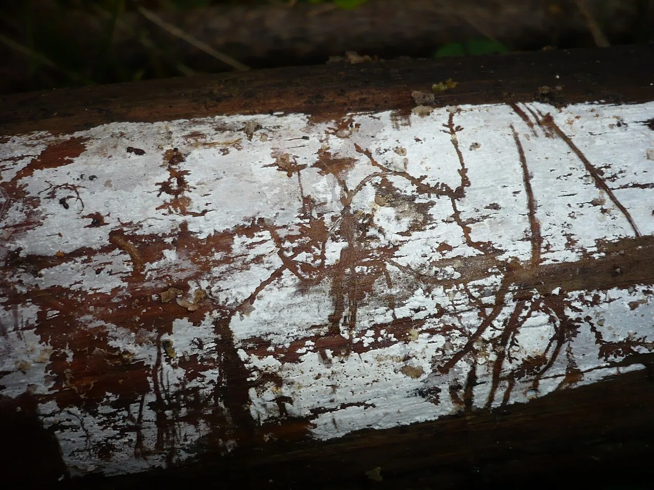 Peniophorella praetermissa (Peniophorella praetermissa) — photo mycologique