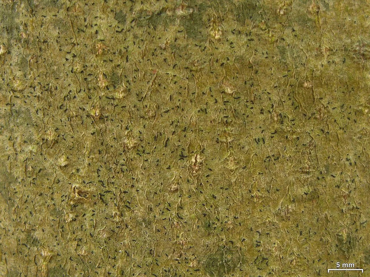 Pentagenella langei (Pentagenella langei) — photo mycologique