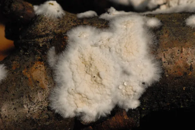 Penttilamyces romellii (Penttilamyces romellii) — photo mycologique