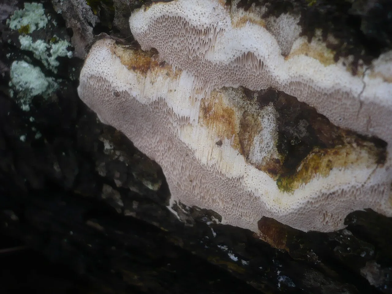 Perenniporia medulla-panis (Perenniporia medulla-panis) — photo mycologique