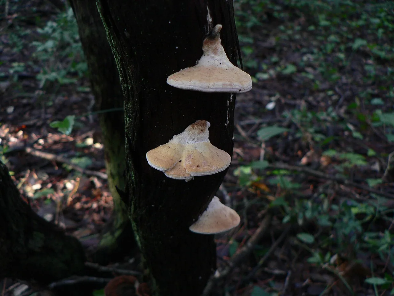 Perenniporia rosmarini (Perenniporia rosmarini) — photo mycologique