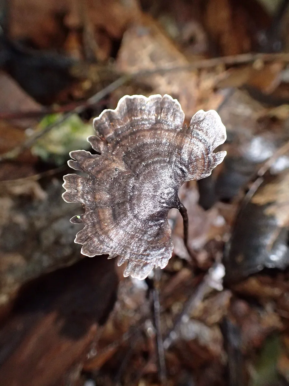 Perenniporia stipitata (Perenniporia stipitata) — photo mycologique