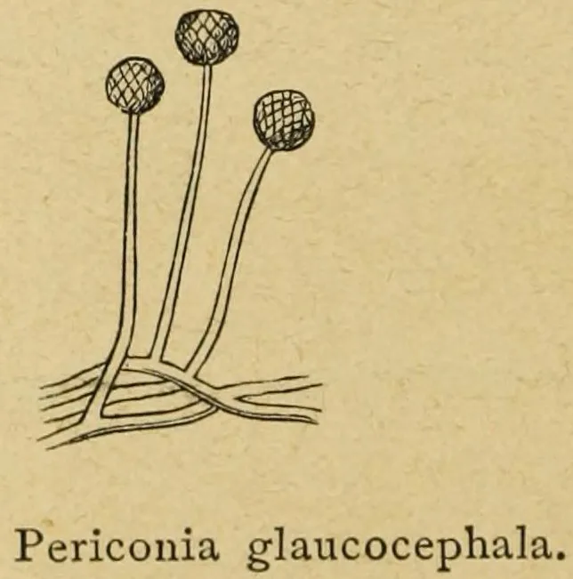 Periconia variicolor (Periconia variicolor) — photo mycologique