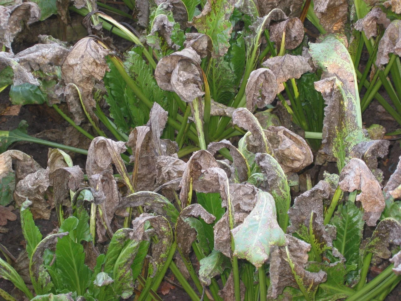 Periconiella geonomae (Periconiella geonomae) — photo mycologique
