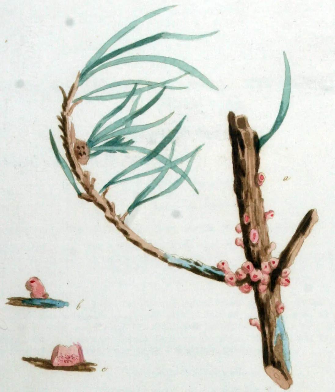 Peridermium holwayi (Peridermium holwayi) — photo mycologique