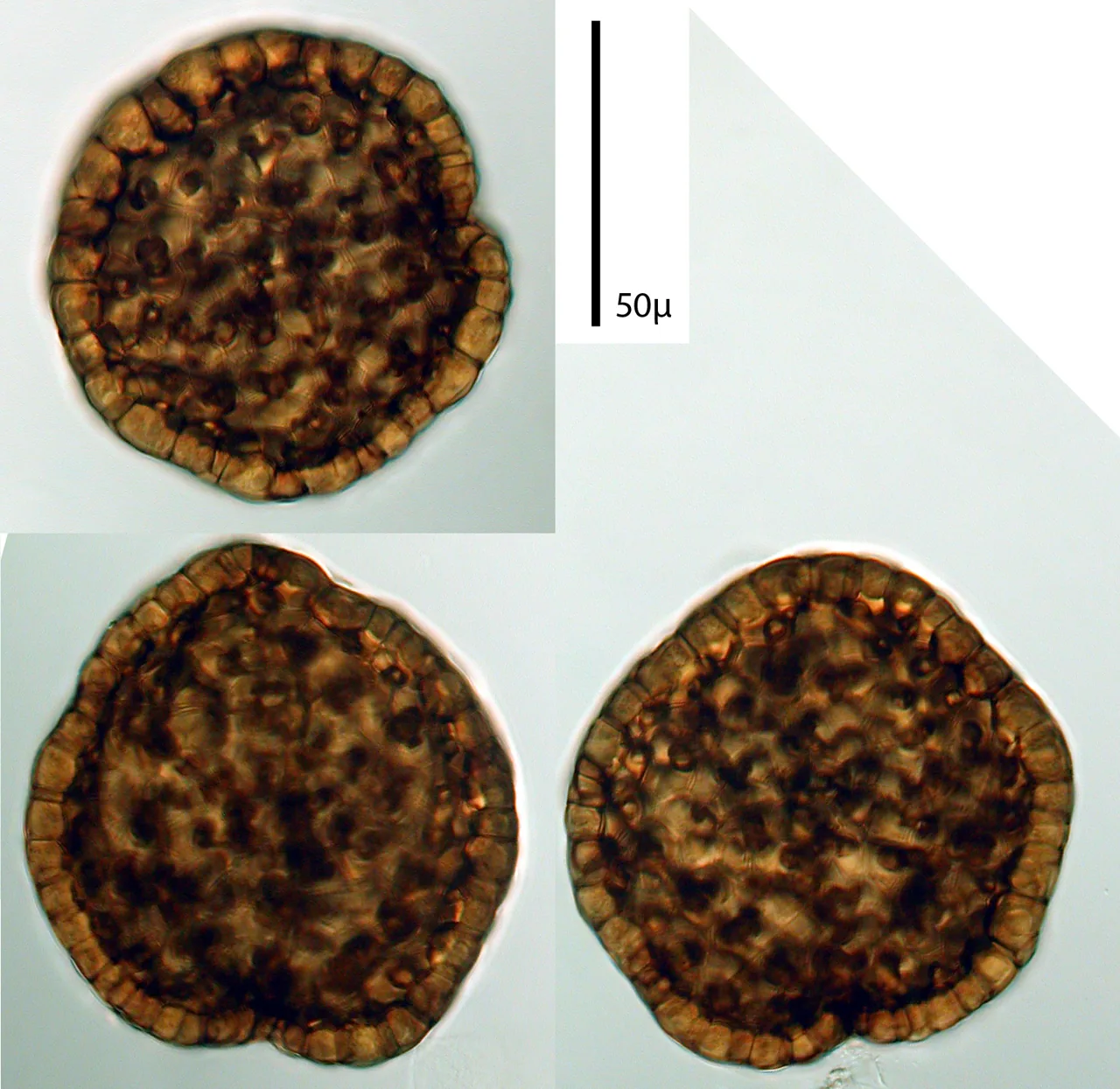 Peridiothelia fuliguncta (Peridiothelia fuliguncta) — photo mycologique