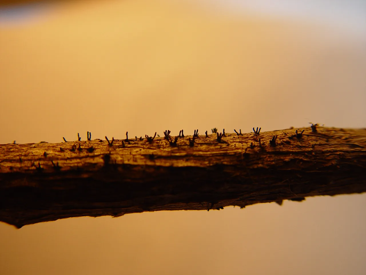 Peroneutypa comosa (Peroneutypa comosa) — photo mycologique