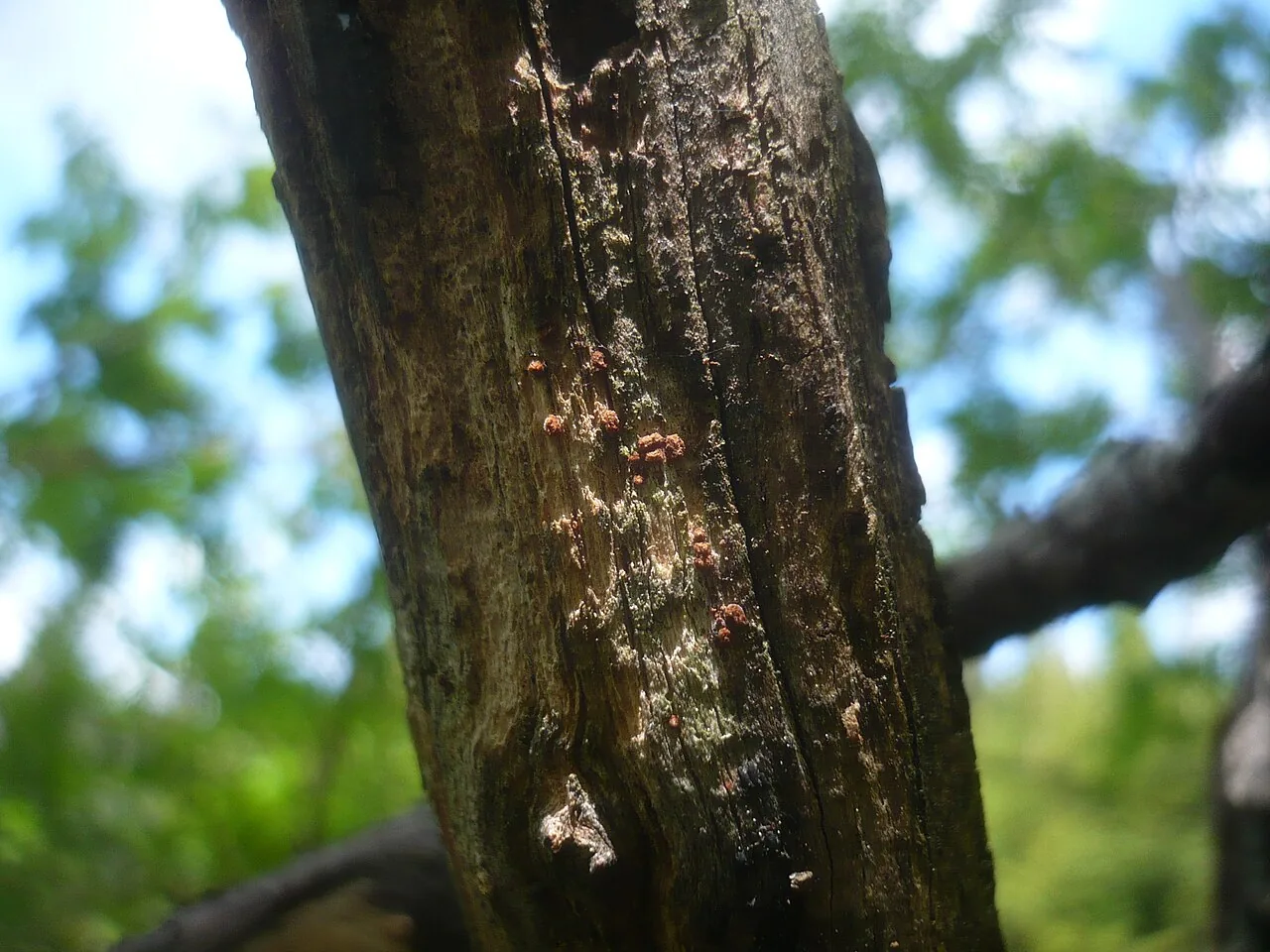 Perrotia microspora (Perrotia microspora) — photo mycologique