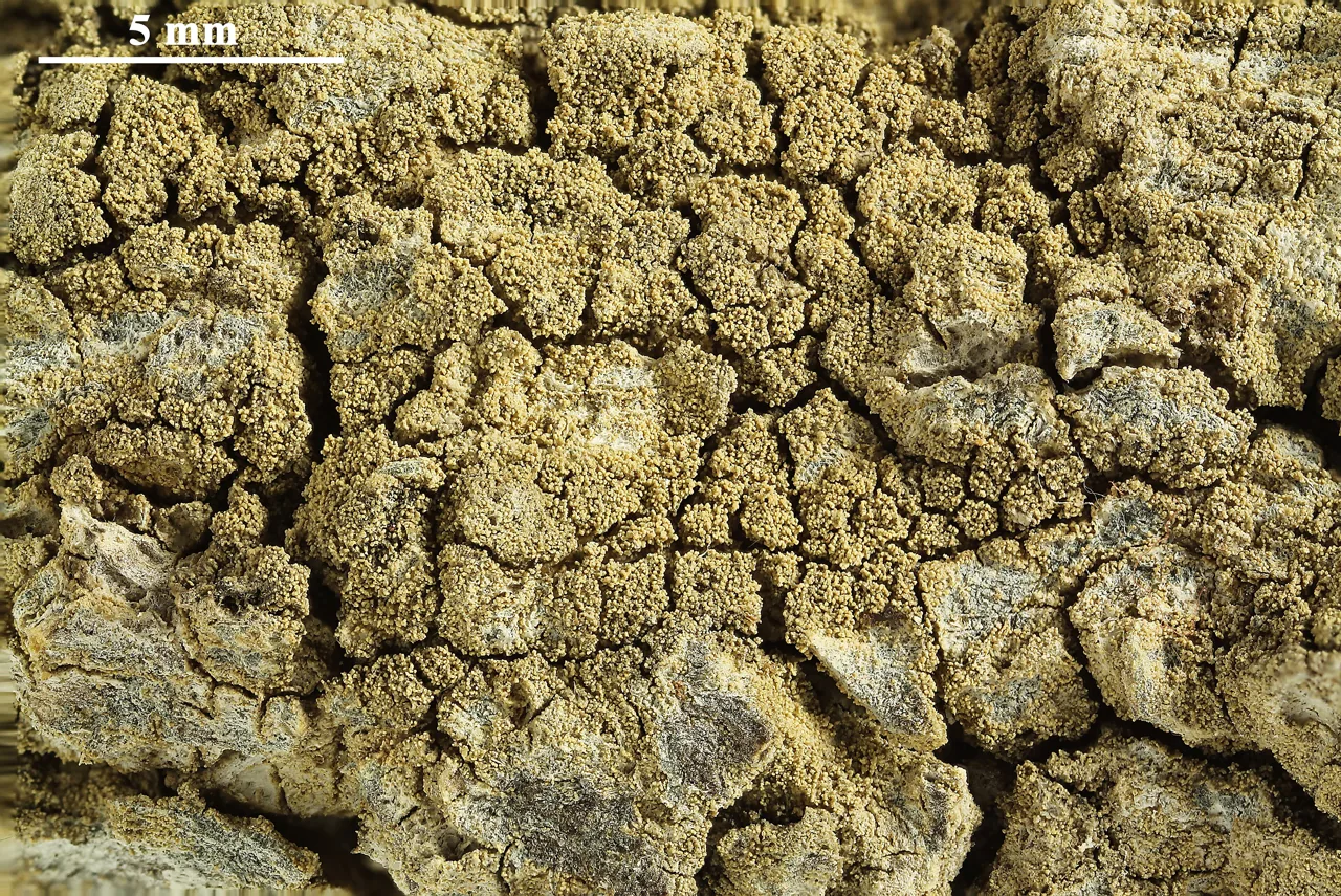 Pertusaria flavida (Pertusaria flavida) — photo mycologique