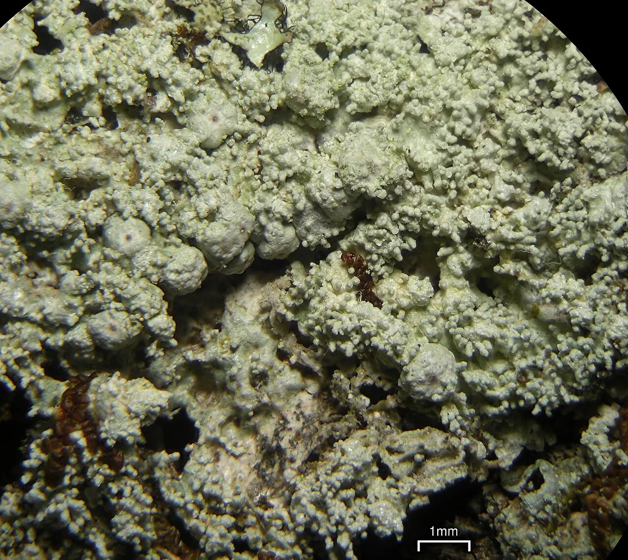 Pertusaria globularis (Pertusaria globularis) — photo mycologique