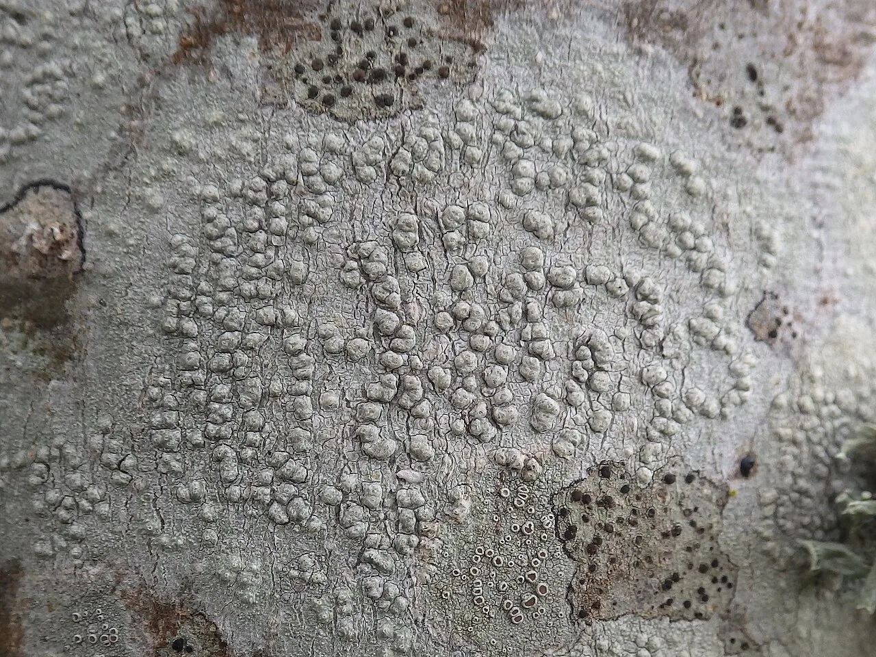 Pertusaria heterochroa (Pertusaria heterochroa) — photo mycologique