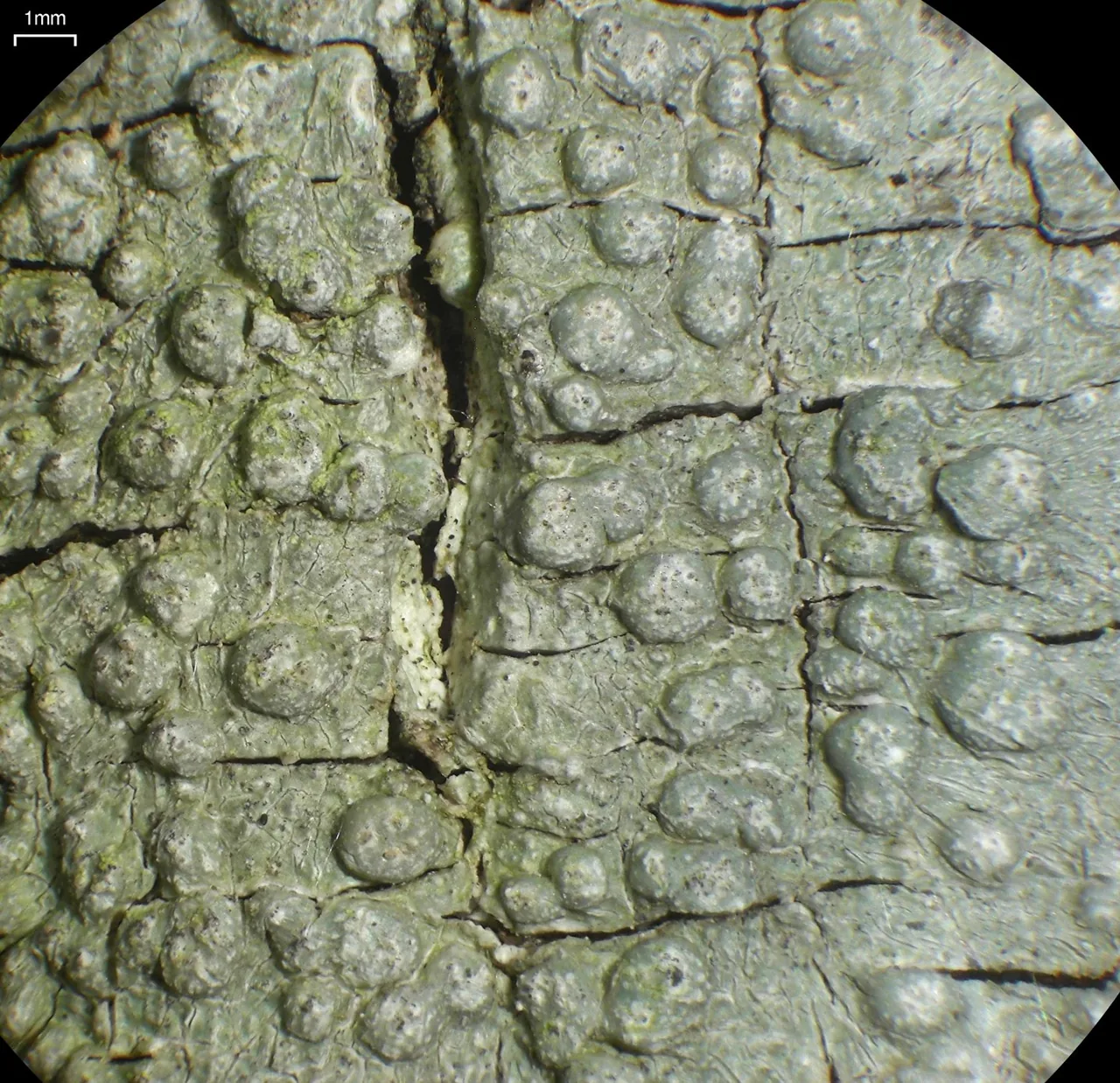 Pertusaria lophocarpa (Pertusaria lophocarpa) — photo mycologique