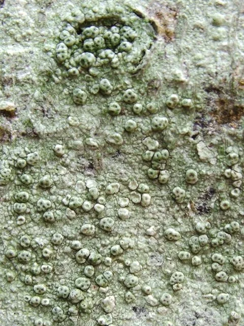Pertusaria pertusa (Pertusaria pertusa) — photo mycologique