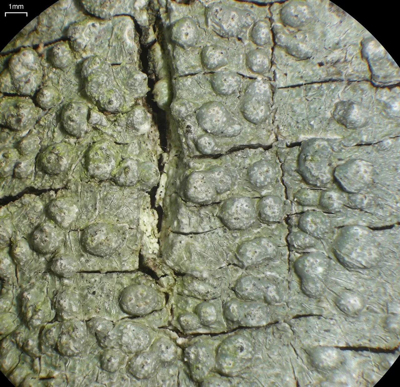 Pertusaria sydneyensis (Pertusaria sydneyensis) — photo mycologique