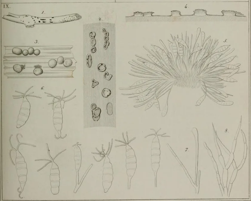 Pestalotia longisetula (Pestalotia longisetula) — photo mycologique