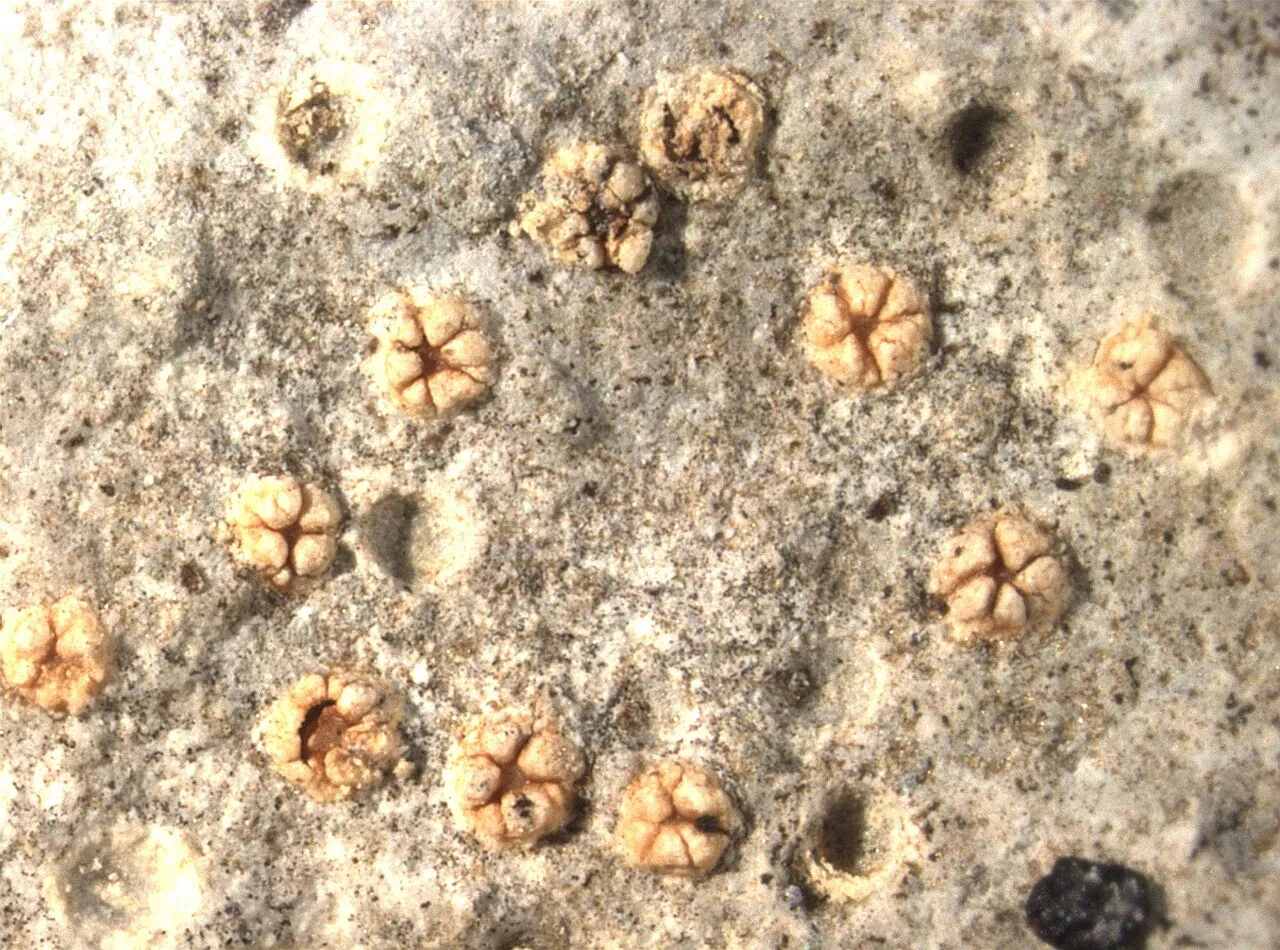Petractis thelotremella (Petractis thelotremella) — photo mycologique