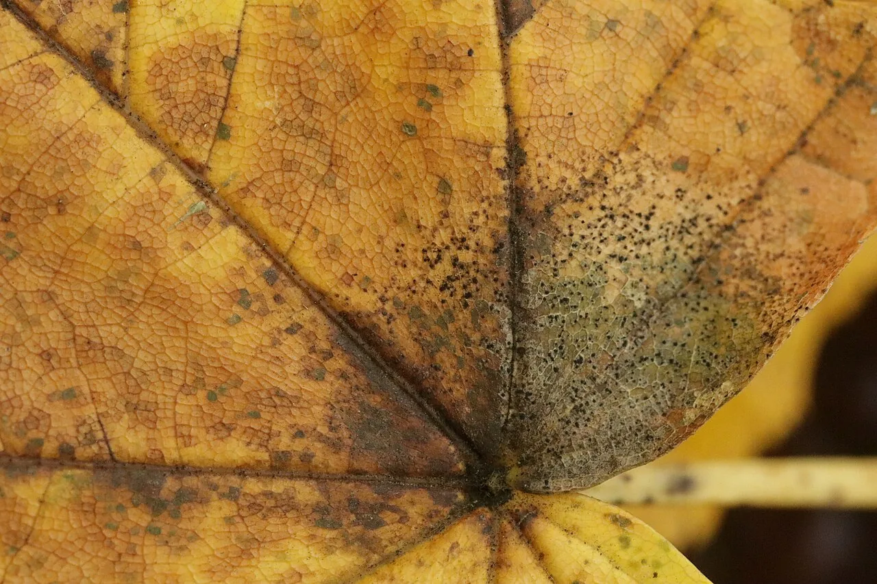 Petrakia irregularis (Petrakia irregularis) — photo mycologique