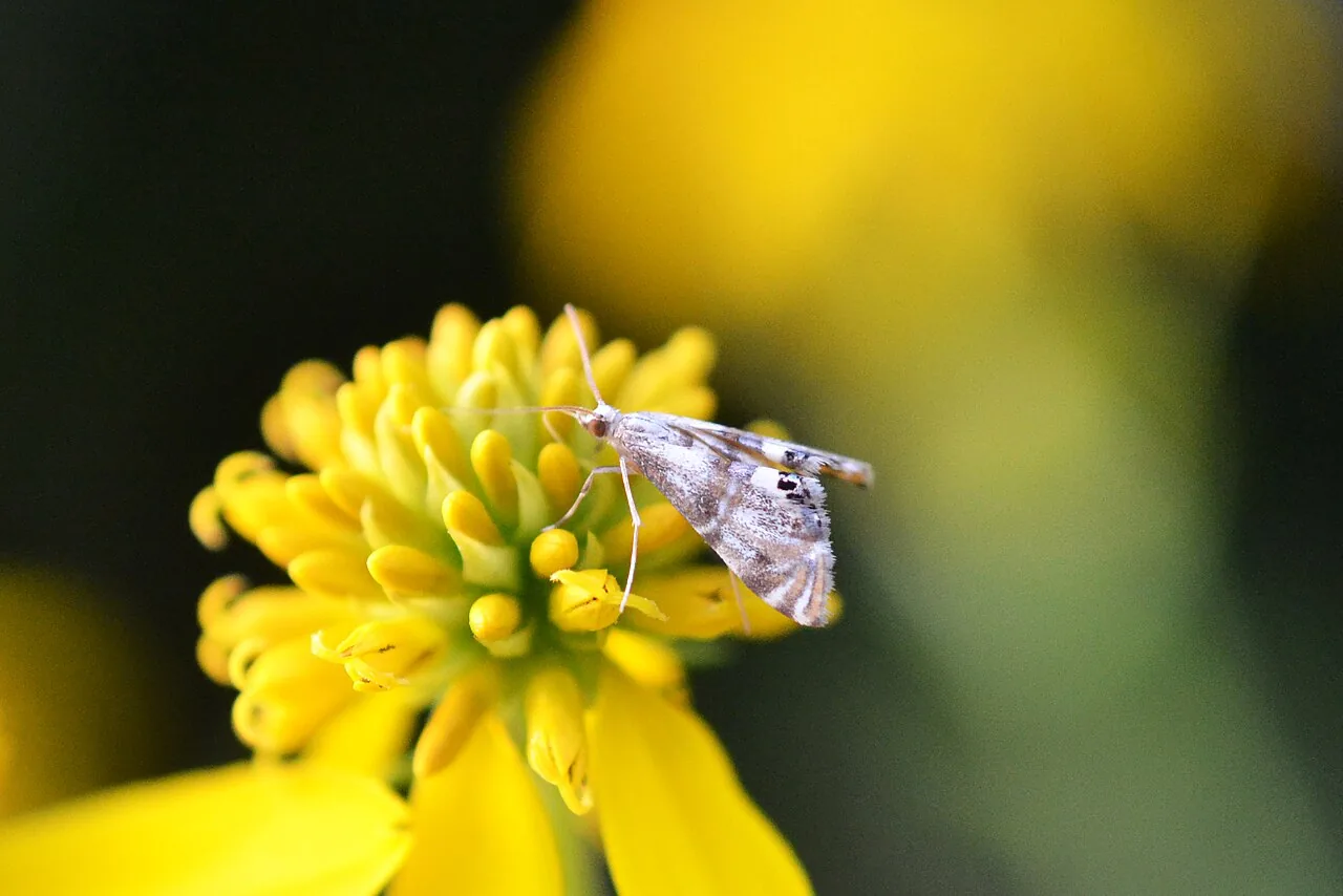 Petrophila incerta (Petrophila incerta) — photo mycologique