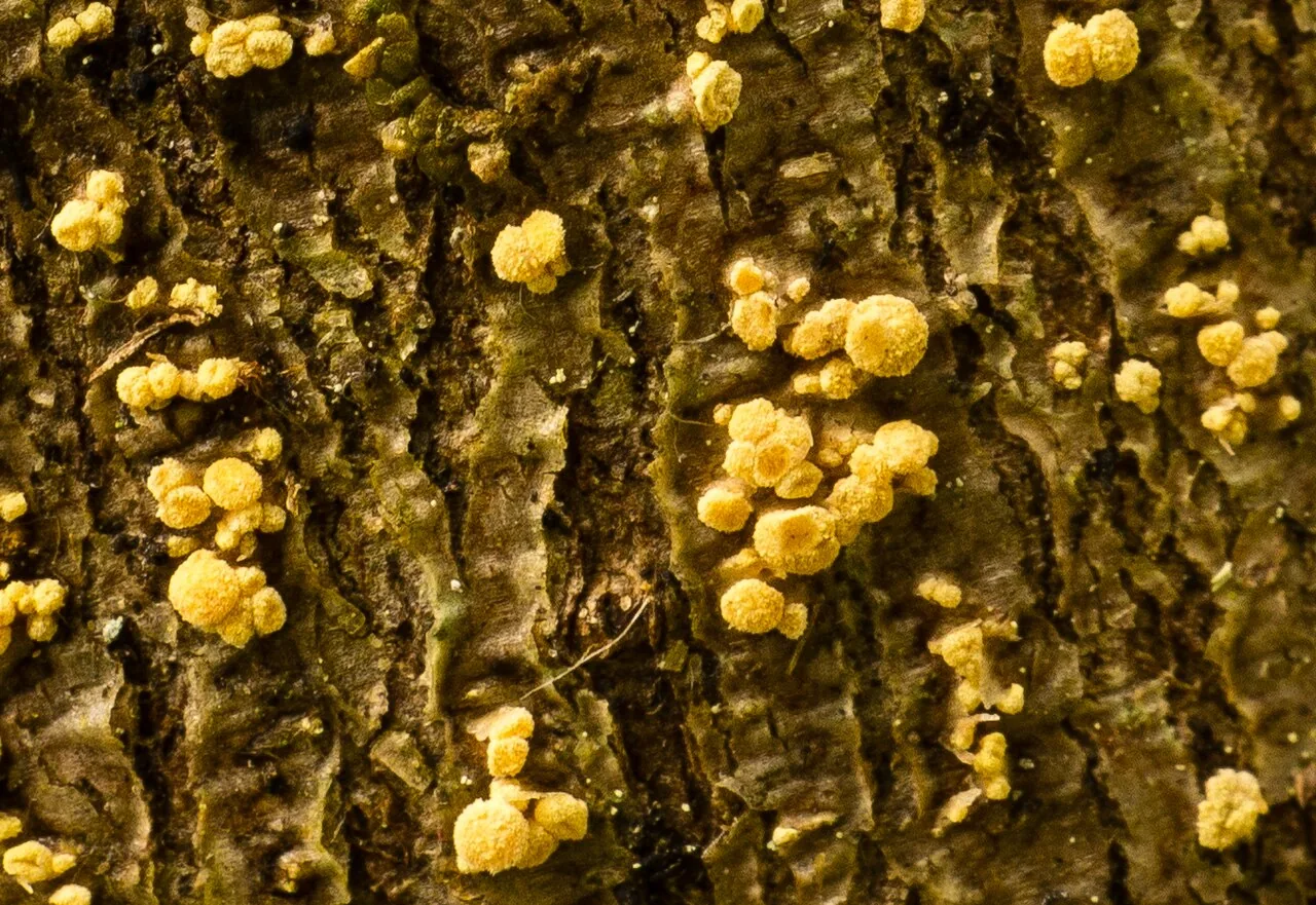 Pezicula carpinea (Pezicula carpinea) — photo mycologique