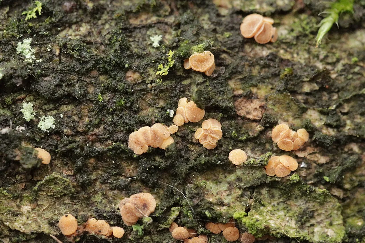 Pezicula cinnamomea (Pezicula cinnamomea) — photo mycologique