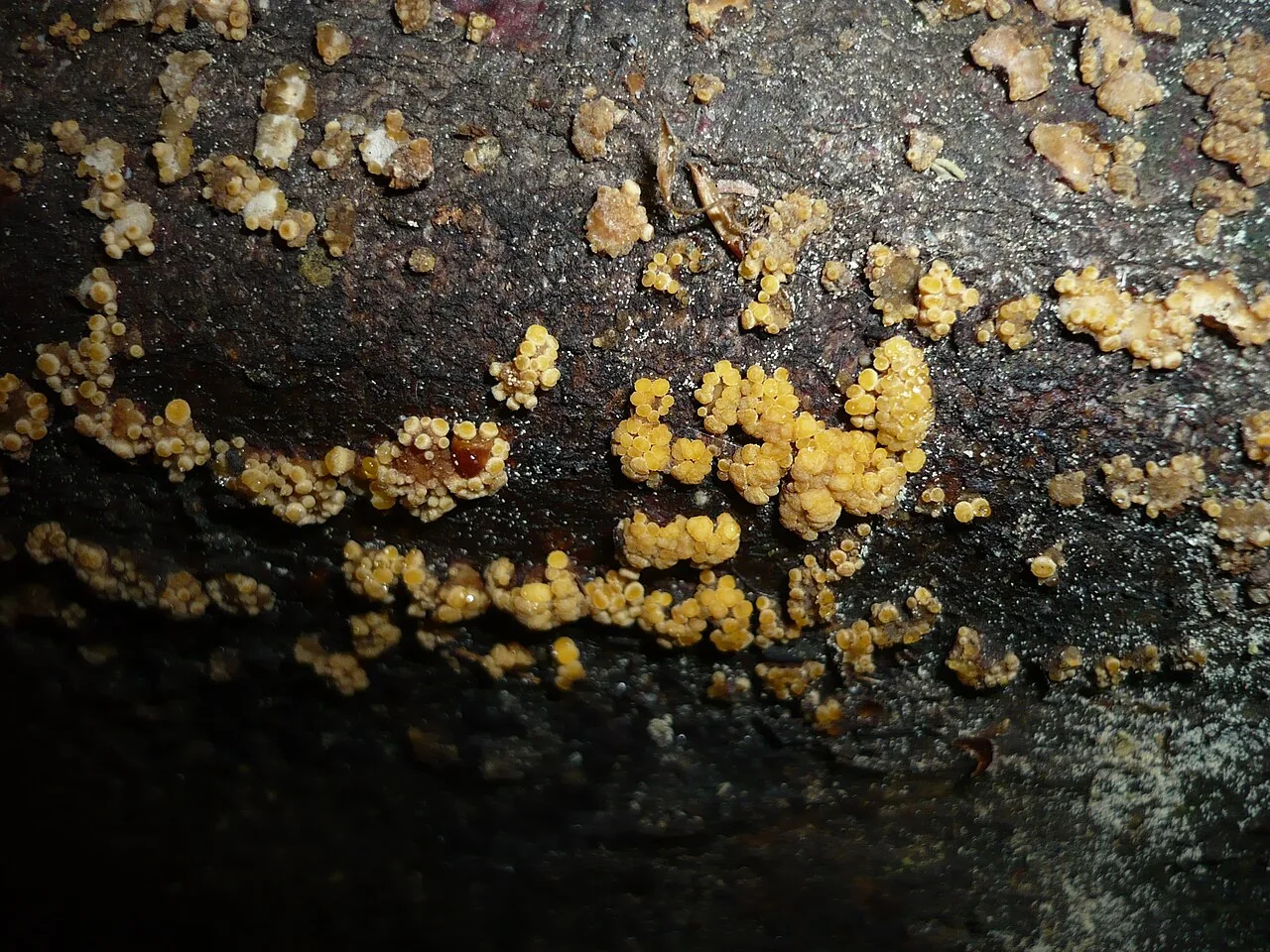 Pezicula corni (Pezicula corni) — photo mycologique