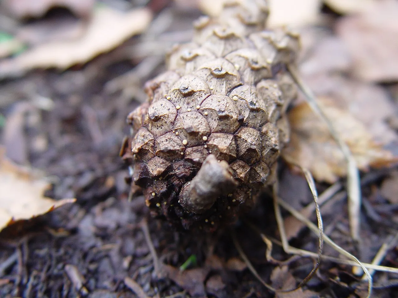 Pezicula eucrita (Pezicula eucrita) — photo mycologique