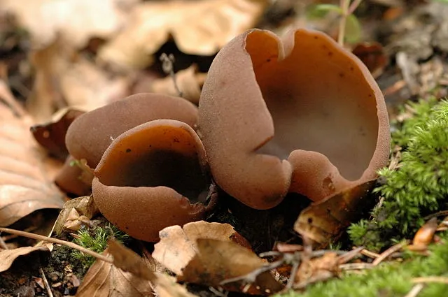 Peziza chlorophysa (Peziza chlorophysa) — photo mycologique