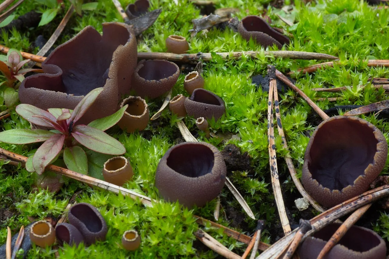 Peziza pseudoviolacea (Peziza pseudoviolacea) — photo mycologique