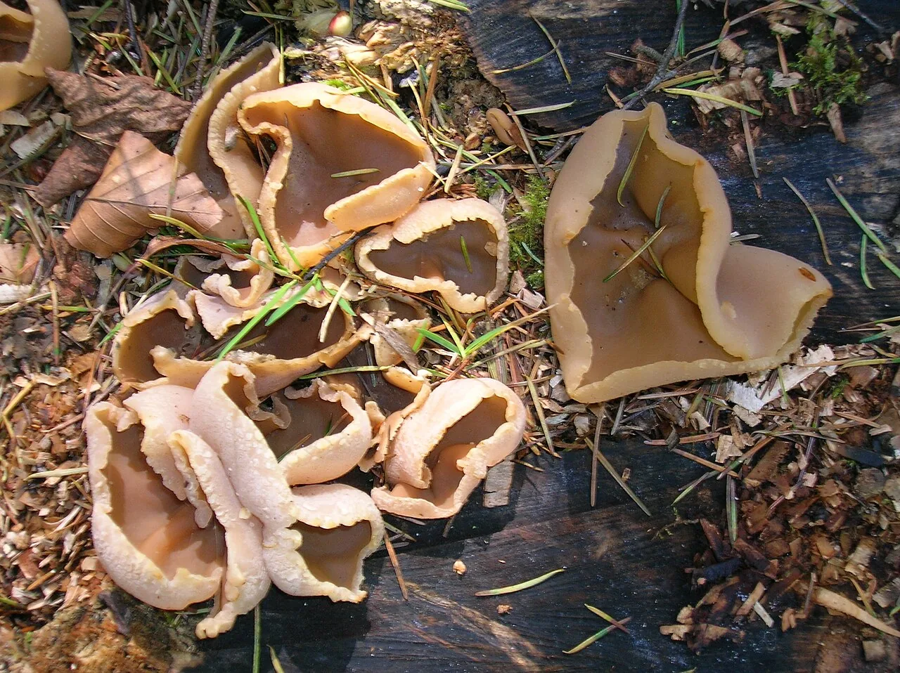 Peziza repanda (Peziza repanda) — photo mycologique