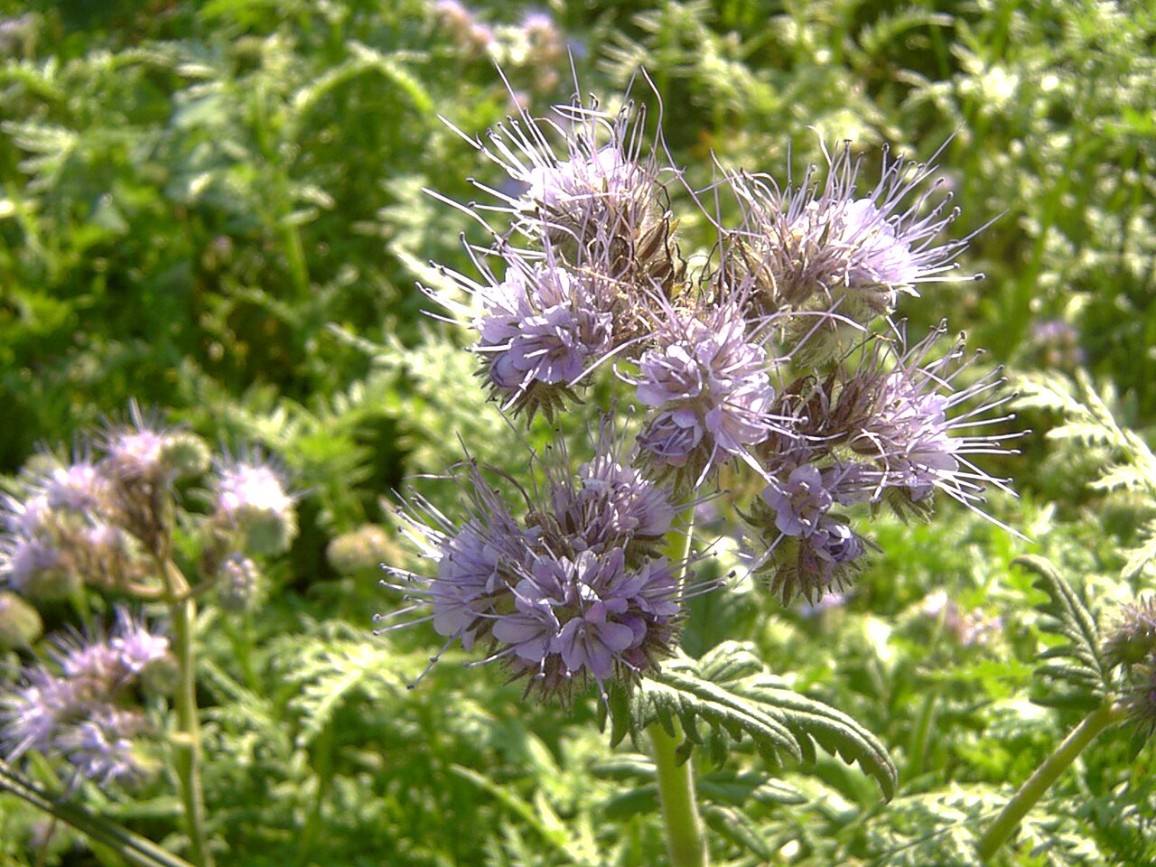 Phacélie (Phacelia) — photo botanique