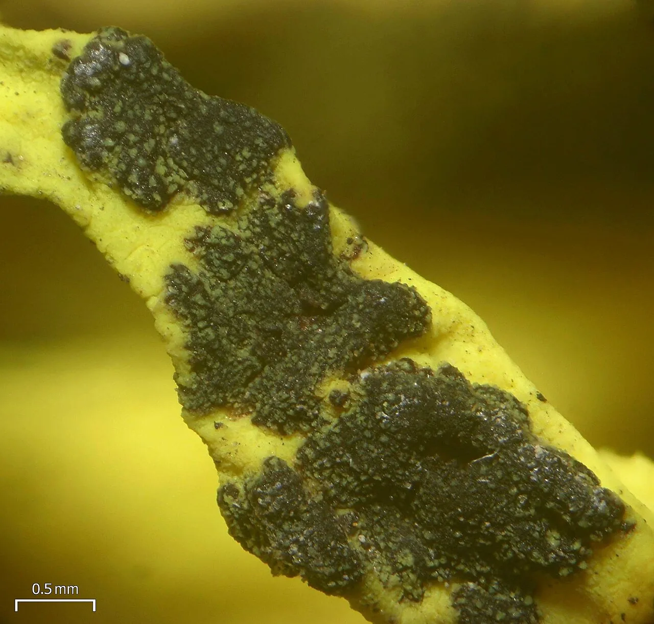 Phacopsis australis (Phacopsis australis) — photo mycologique
