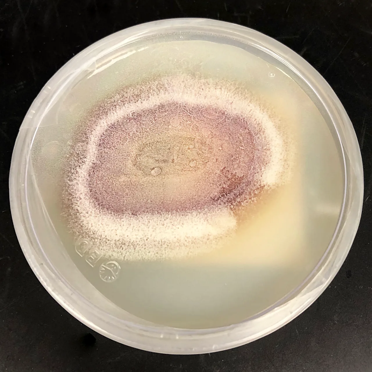 Phaeoacremonium (Phaeoacremonium) — photo mycologique